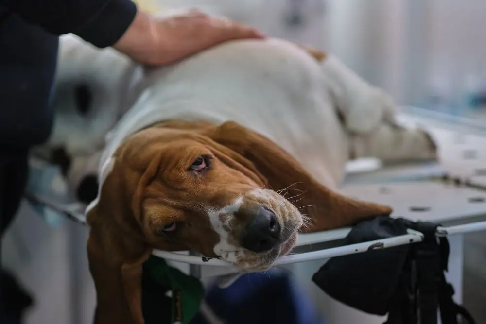 Peritonitis canina y su relacion con la barriga hinchada