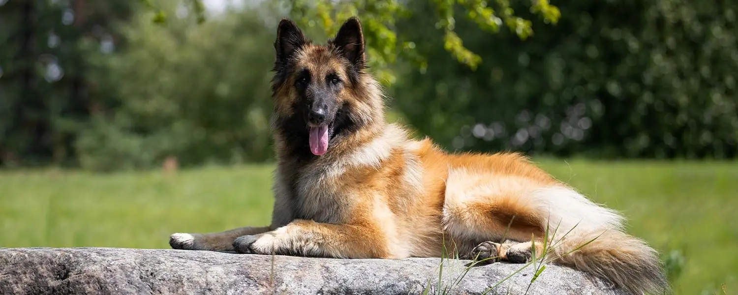 Todas las razas de perros finos: Descubre las razas más apreciadas