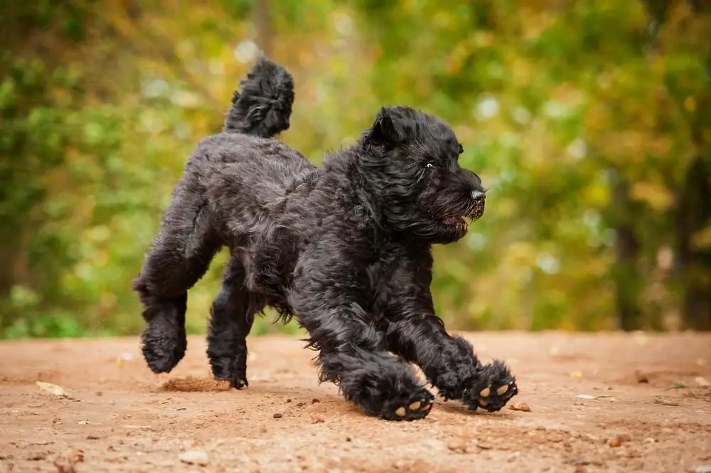 Perros rusos Terrier Negro