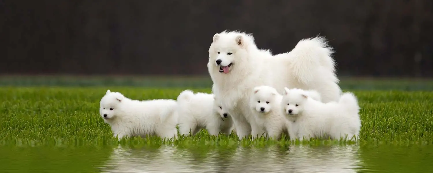 Razas de perros rusos: Descubre la diversidad canina de Rusia