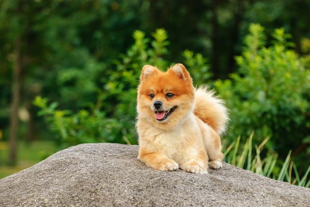 Pomerania