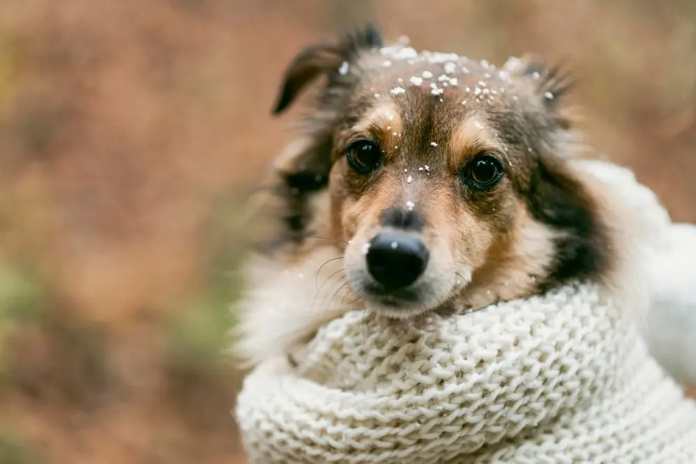 Que diferencias existen entre los temblores y los escalofrios en los perros
