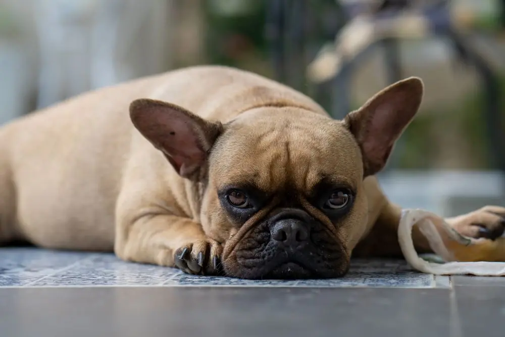 Que hacer si mi perro es quisquilloso con la comida