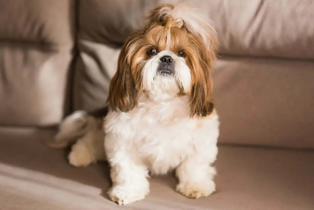 Shih Tzu para pisos
