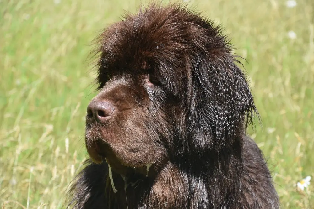 Sintomas de la regurgitacion en perros