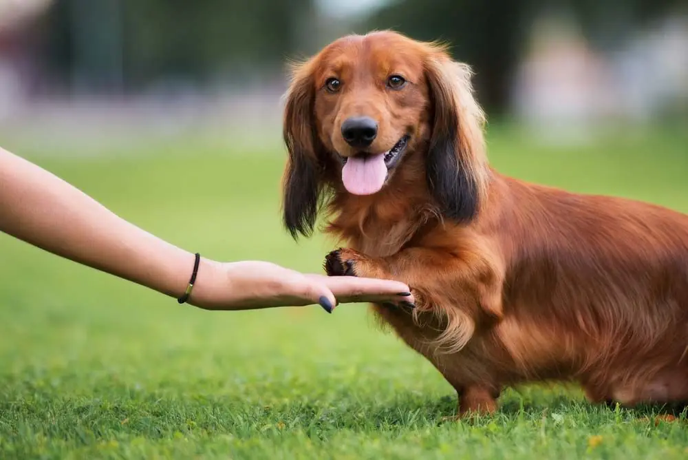 Teckel educacion entrenamiento