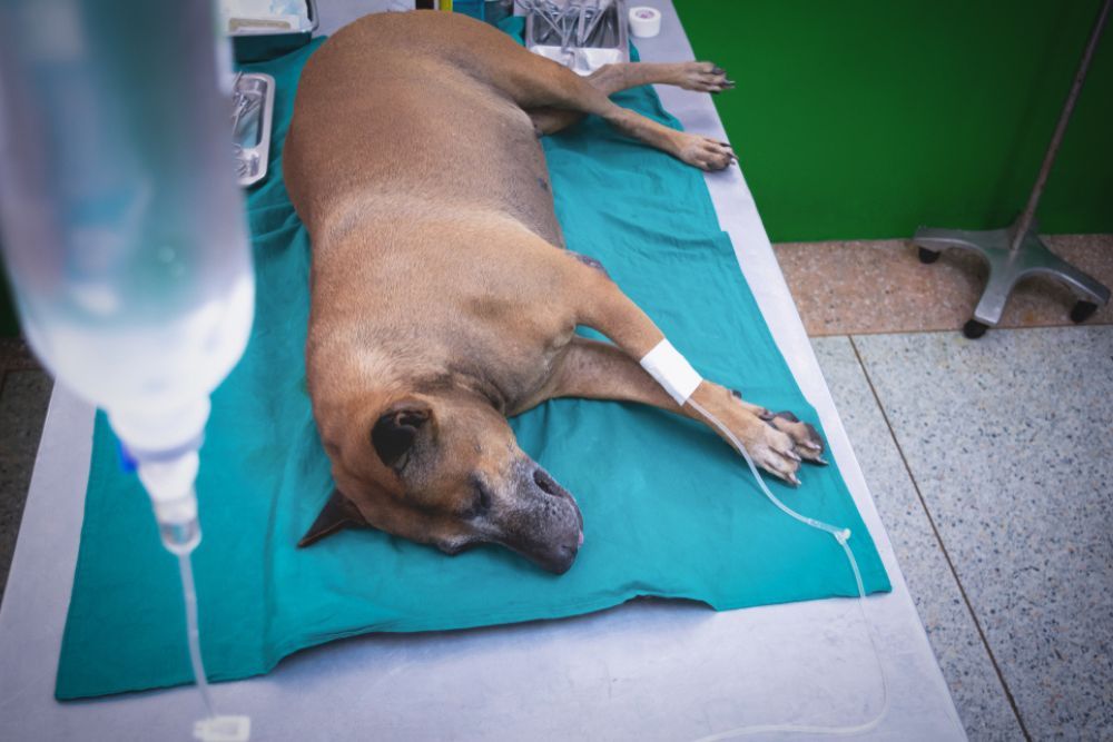 Tratamiento para el vomito en perros