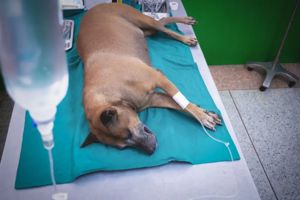 Tratamiento para el vomito en perros