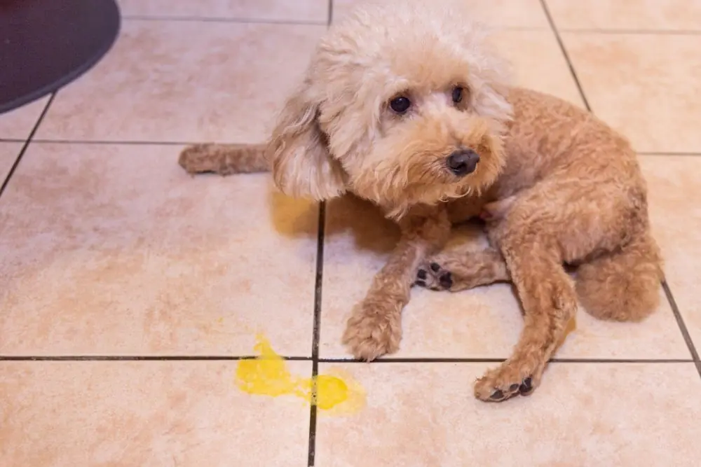 Vomito amarillo o espumoso