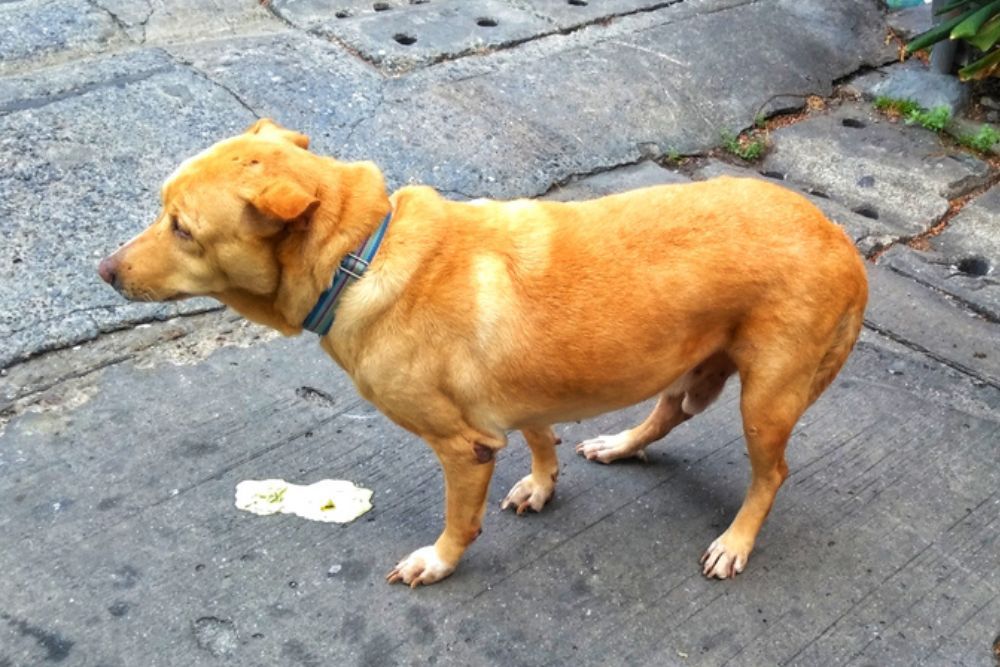 Vomito con espuma blanca