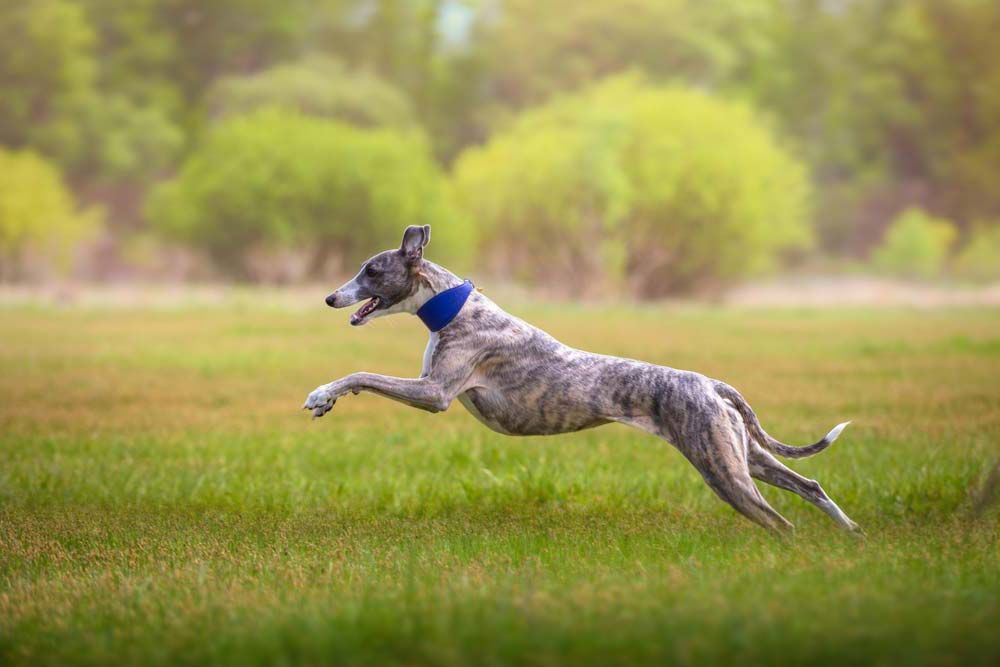 Whippet perros finos