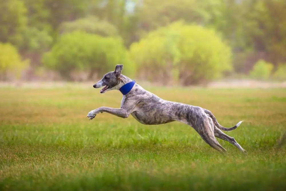 Whippet perros finos