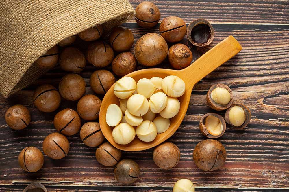 alimentos perro prohibidos nueces de macadamia