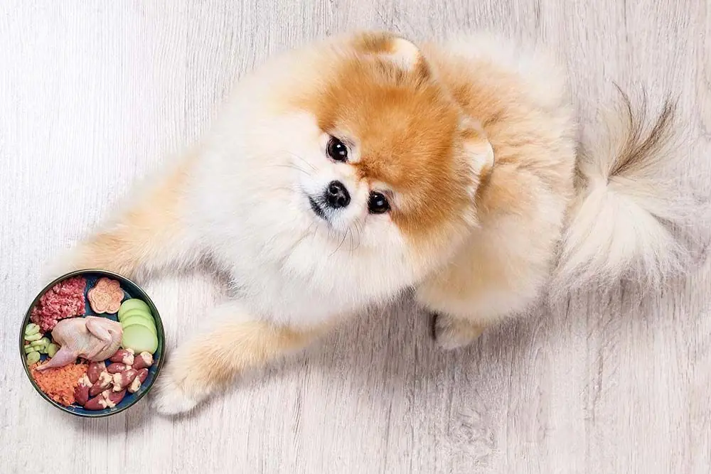 alimentos ricos omega perros