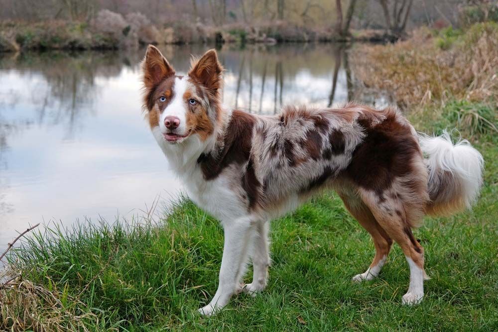 border collie
