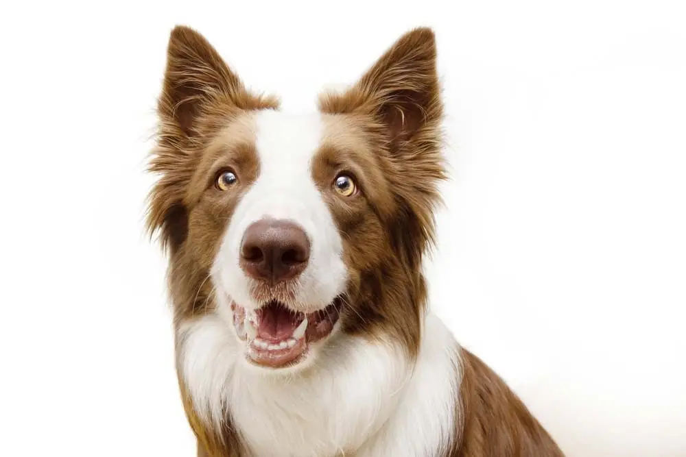 border collie