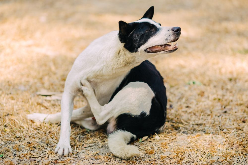 como se contrae la Leishmania