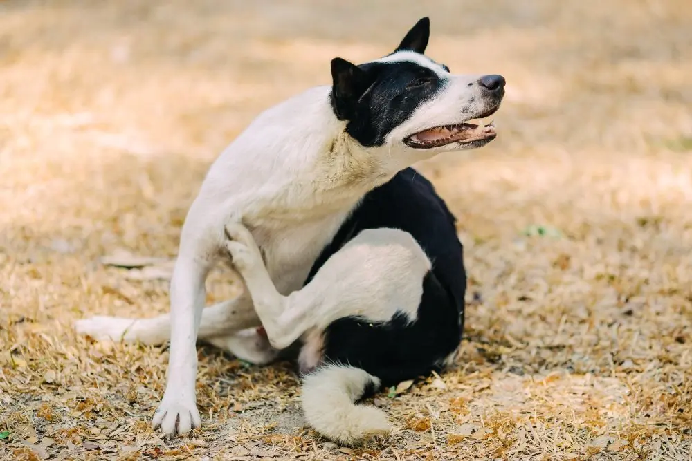 como se contrae la Leishmania