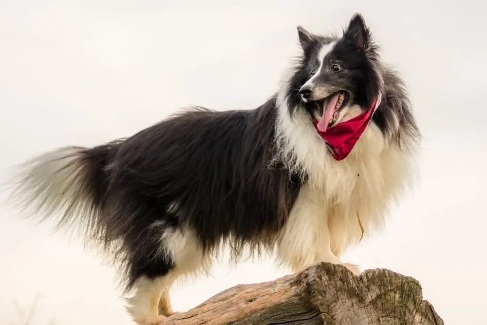 cuanto debe comer al dia un perro de trabajo
