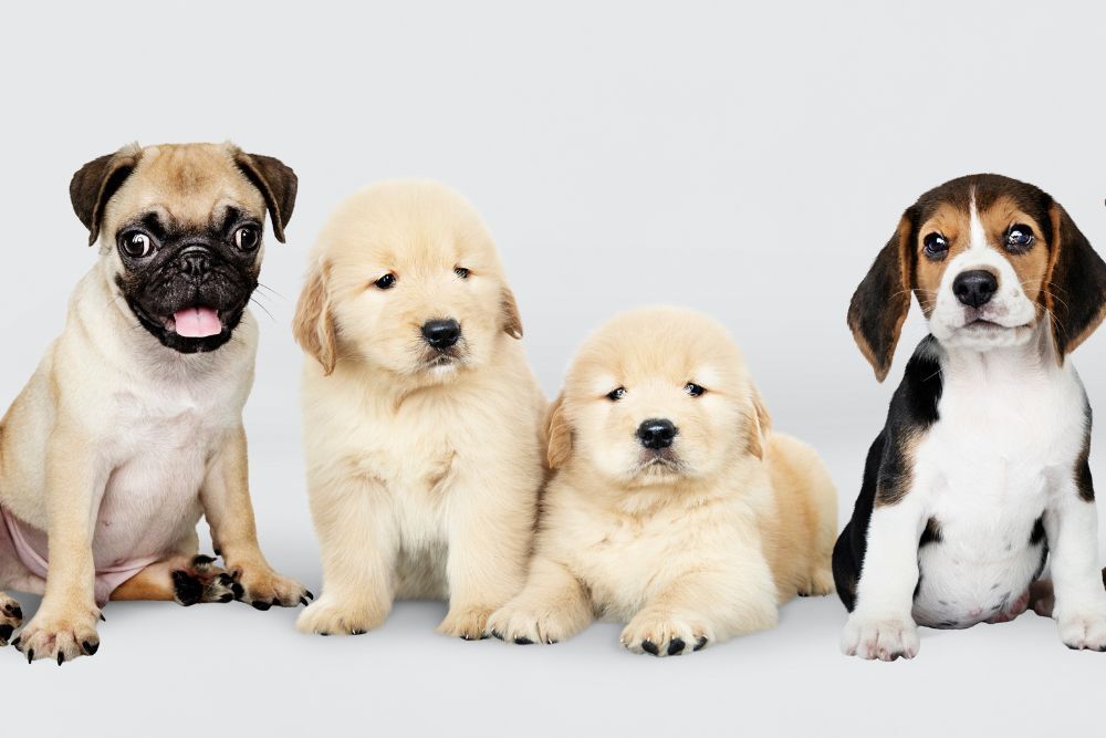 cuanto debe comer un cachorro perro