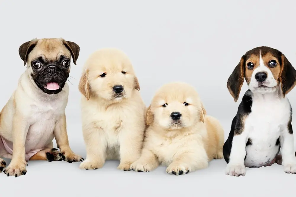 cuanto debe comer un cachorro perro