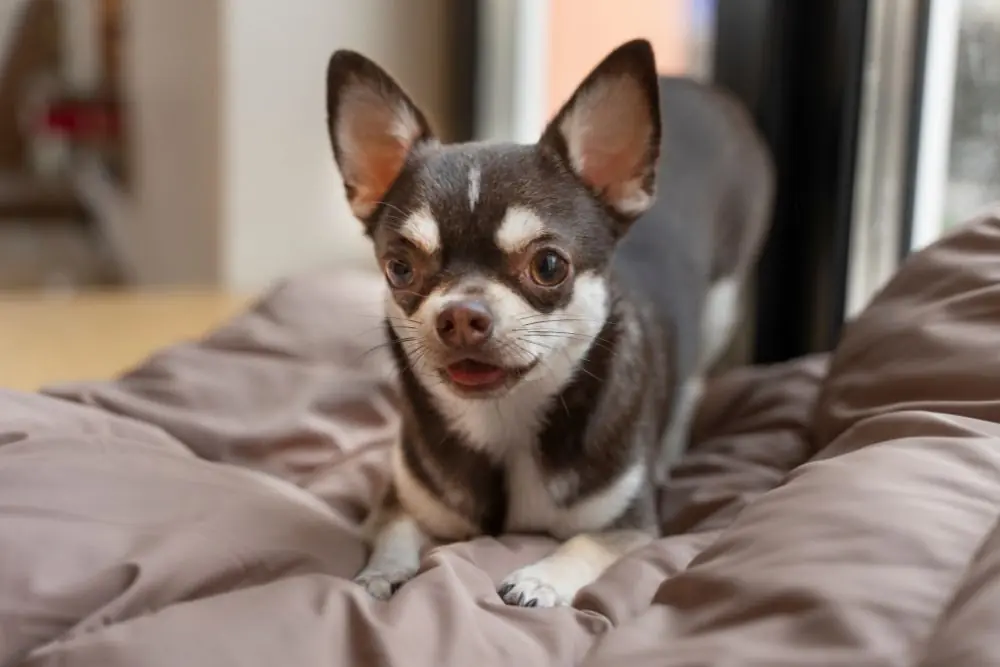 cuanto debe comer un perro de tamano pequeno