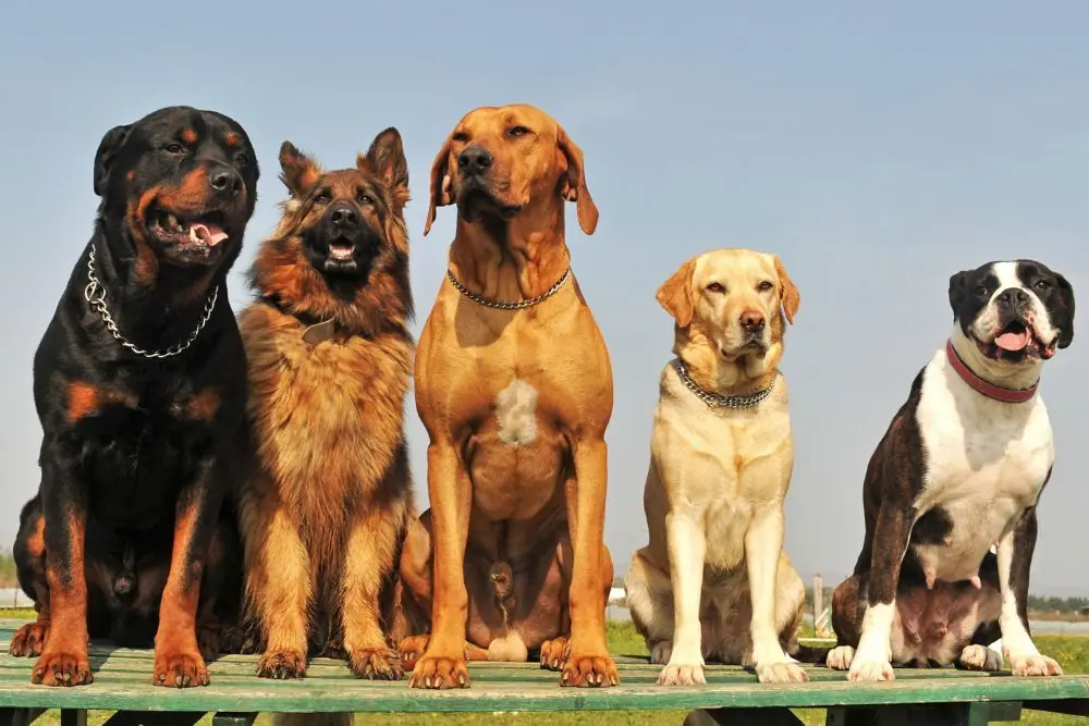 cuanto debe comer un perro mediano grande o maxi