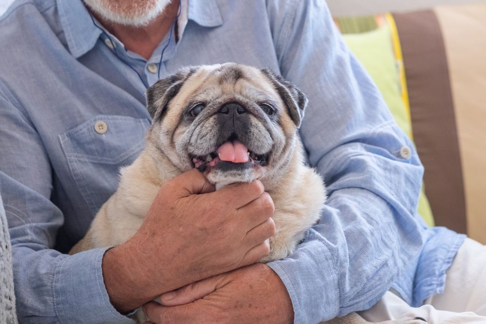 cuanto debe comer un perro senior