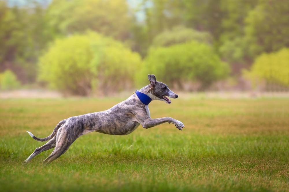 galgo ingles ejercicio