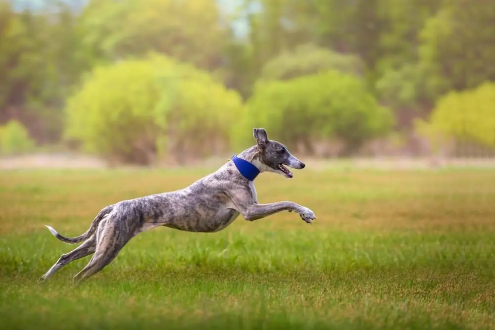 galgo ingles ejercicio