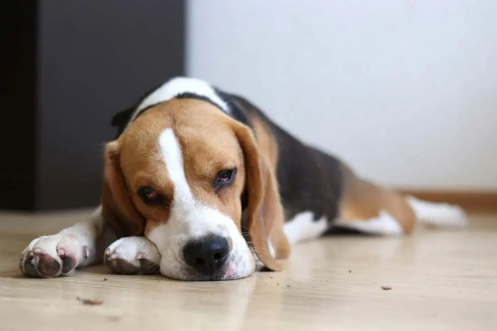 identificar falta energia perro