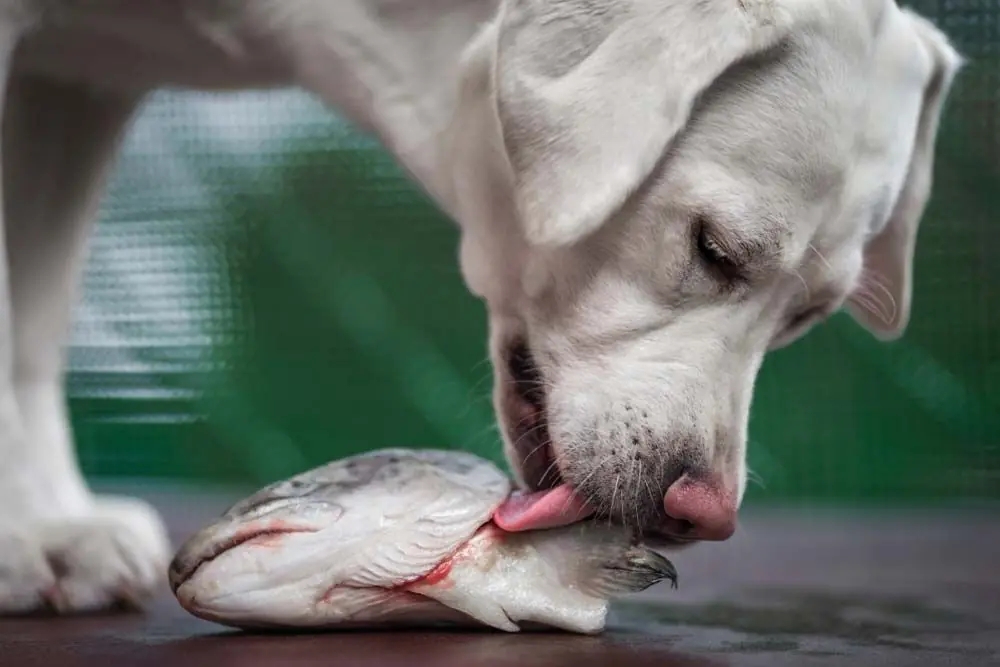 perro come pescado