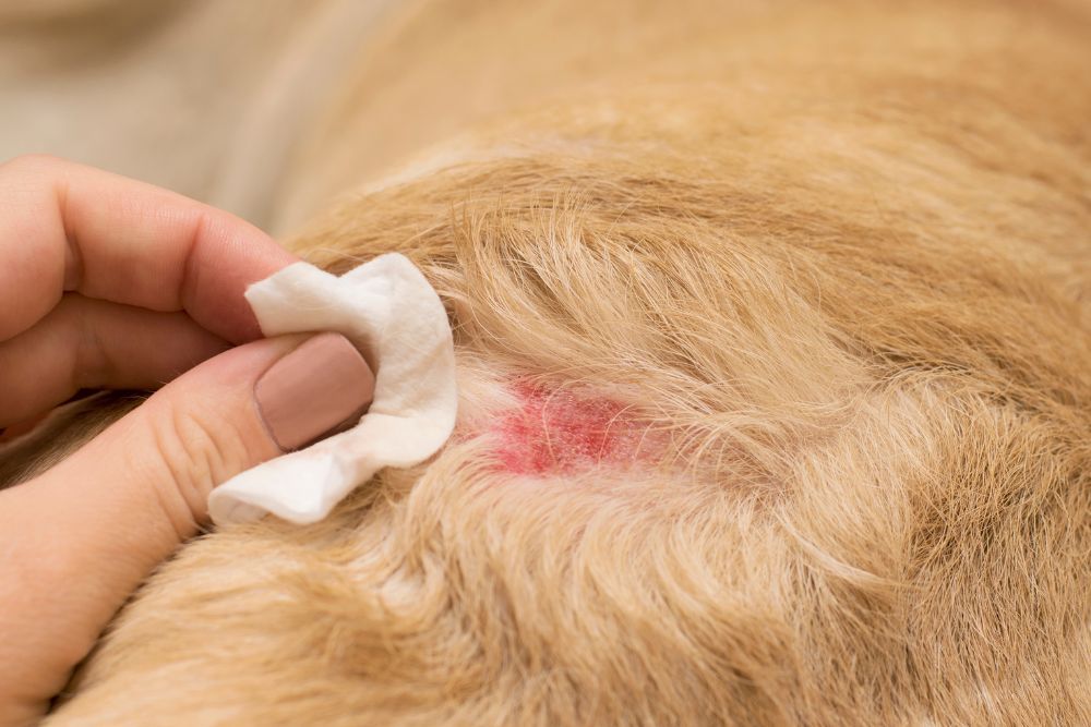 que sintomas presenta un perro con Leishmania