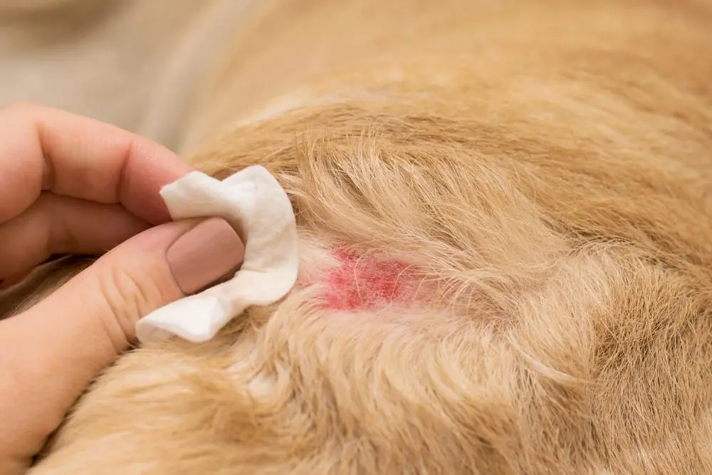 que sintomas presenta un perro con Leishmania