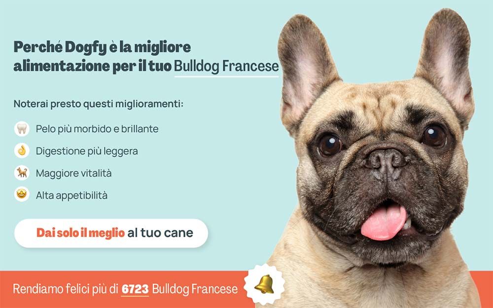 Bulldog francese banner