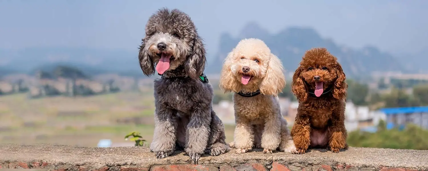 Caniche: Todo sobre esta raza de perros