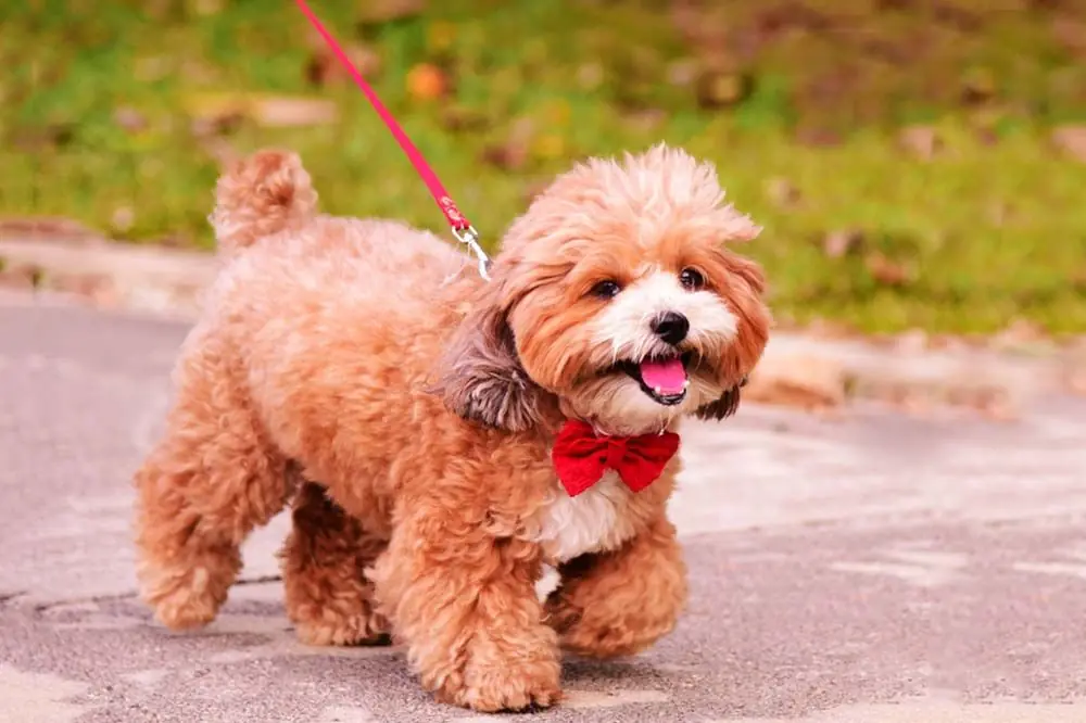 Caniche toy caminata