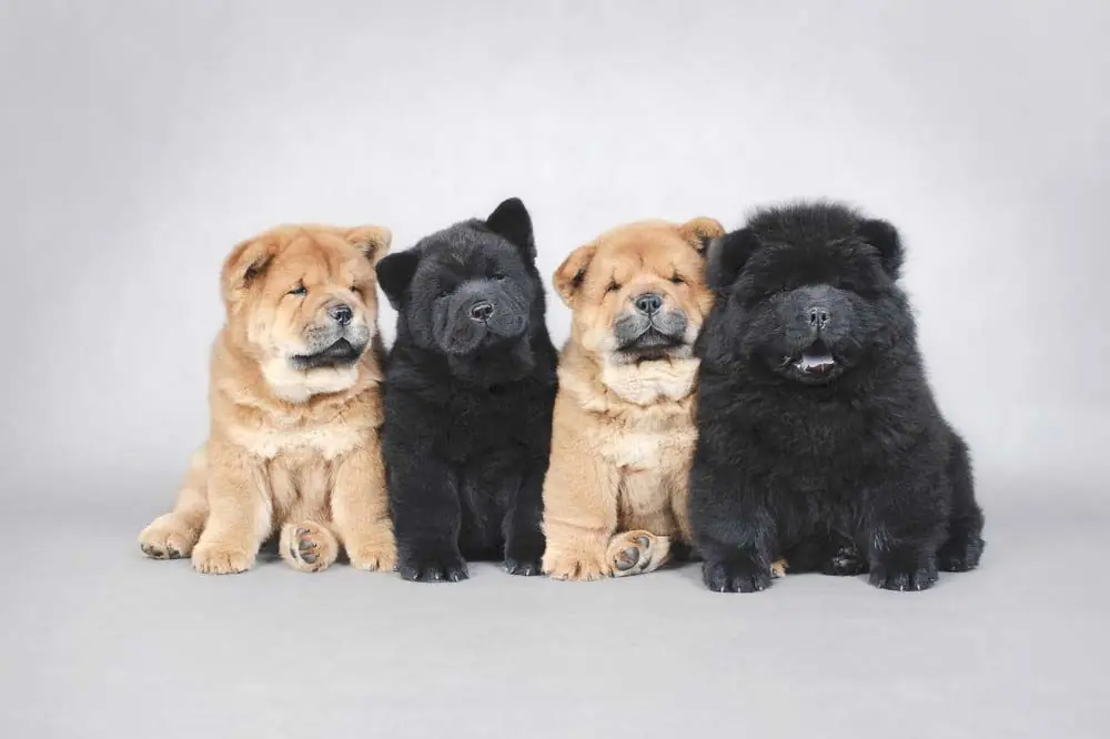 Chow Chow cachorros
