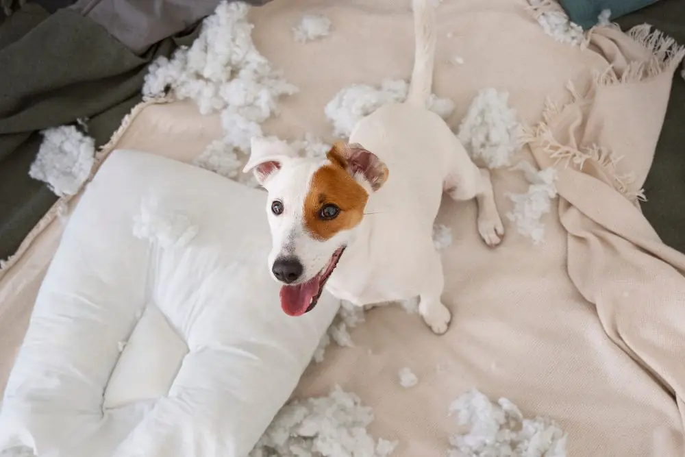 Cómo evitar que tu perro muerda tus muebles