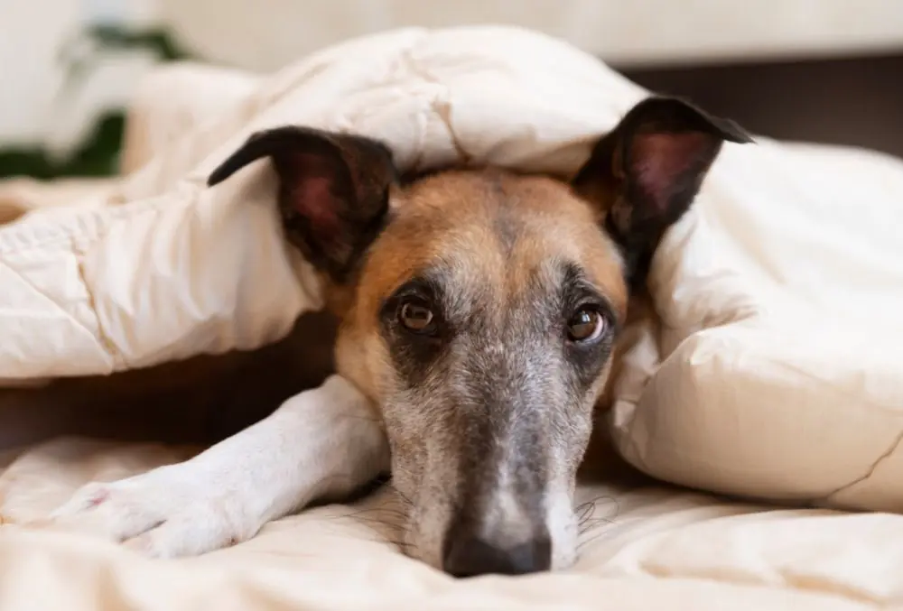 Como prevenir problemas digestivos en perros