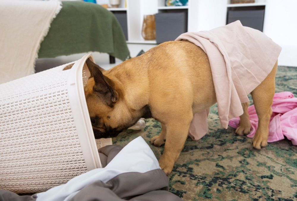 Consejos para prevenir la ansiedad en perros