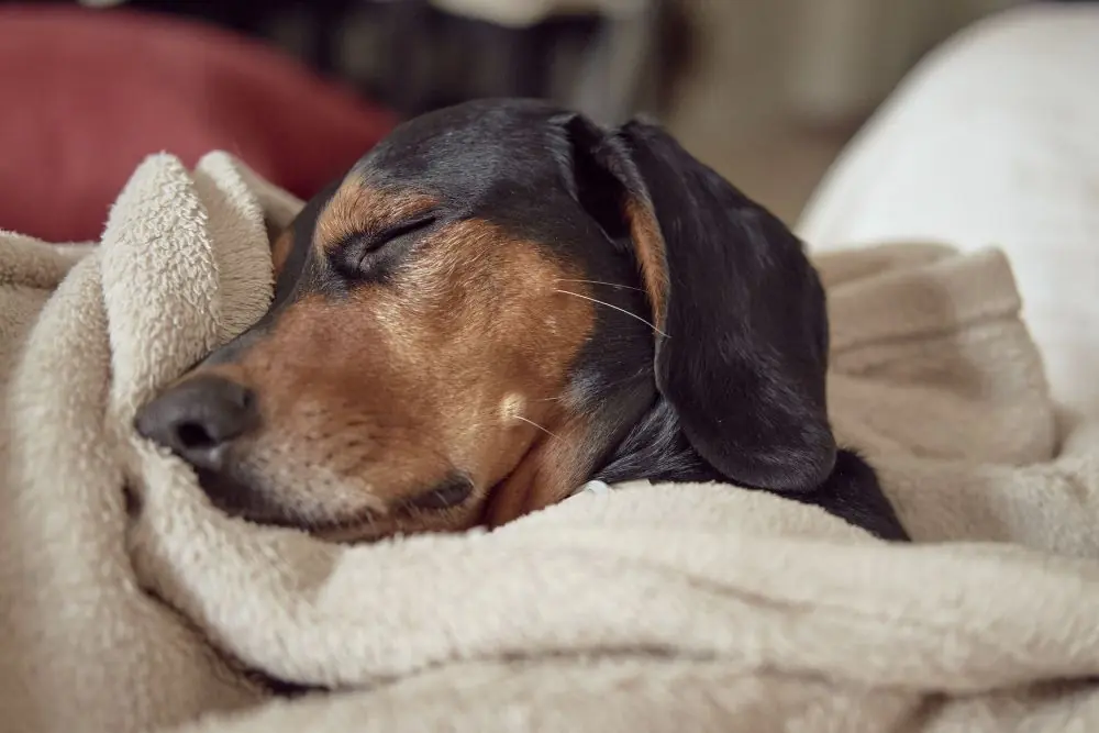 Cuidados de apoyo para ayudar a los perros en su recuperacion