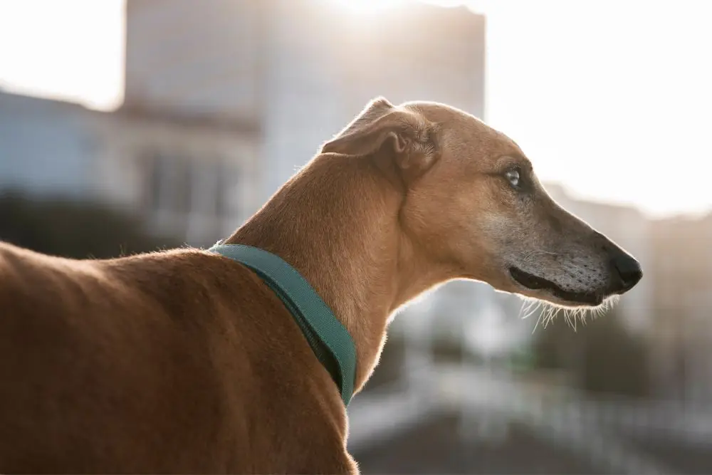Descubre las razas de perros más tímidos
