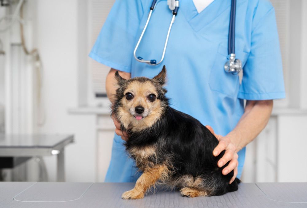 Esperanza de vida en perros con insuficiencia renal