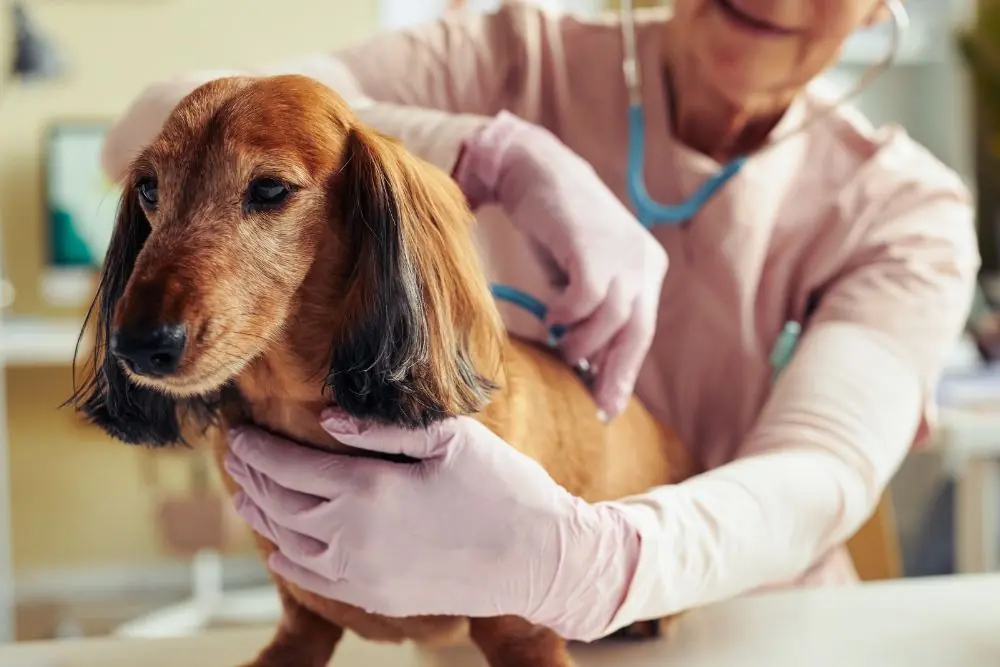 Importancia de las visitas regulares al veterinario