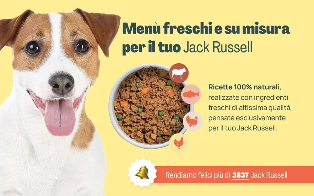 Jack Russell banner