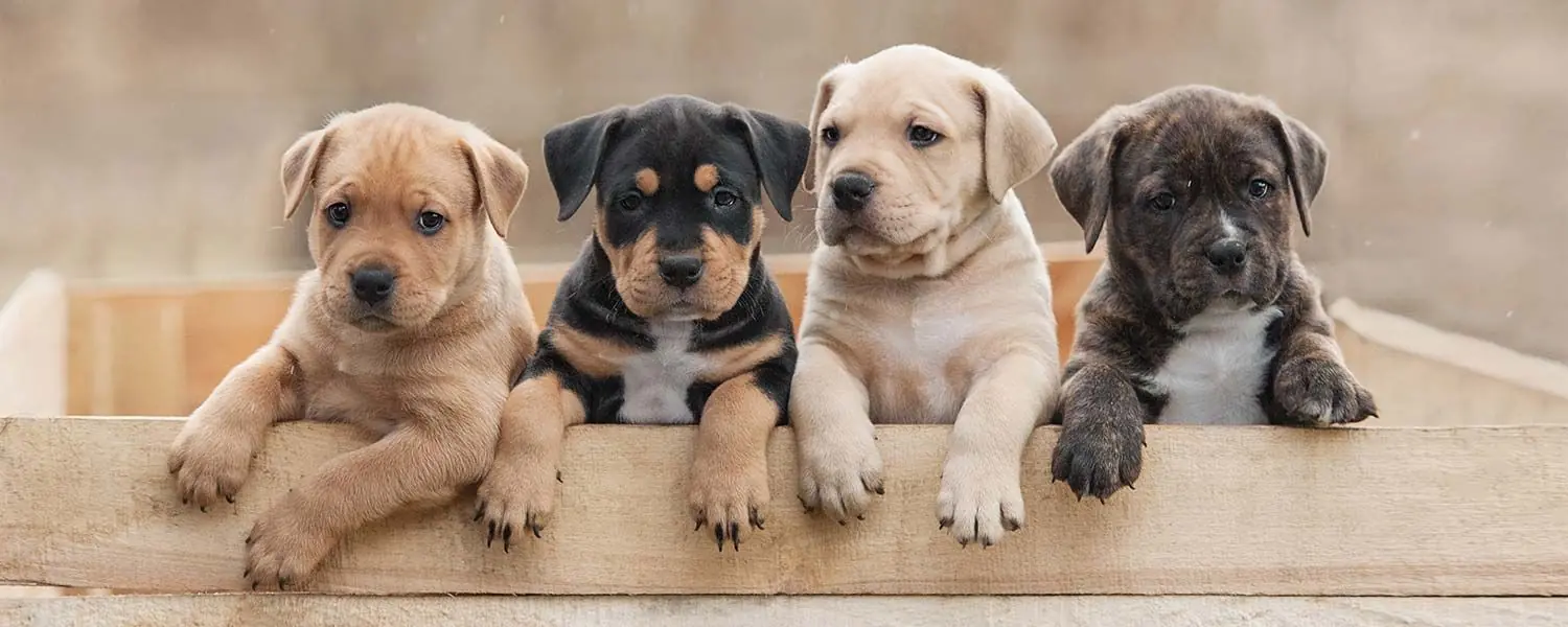Cómo preparar la llegada de tu cachorro a casa