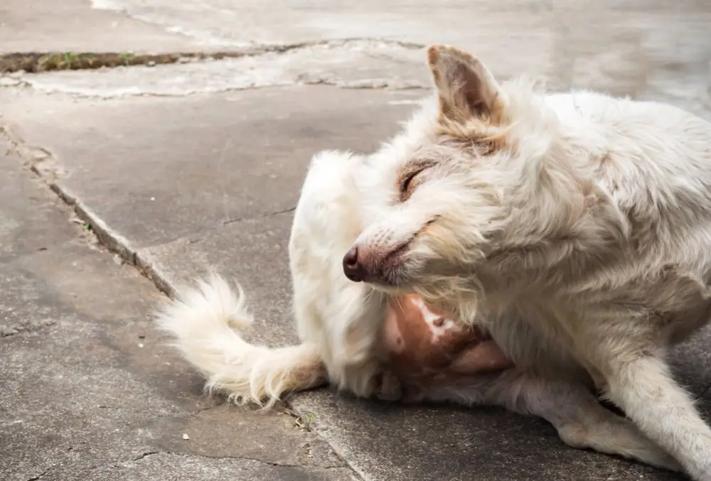 Los perros con alergias pueden obtener calcio de manera segura