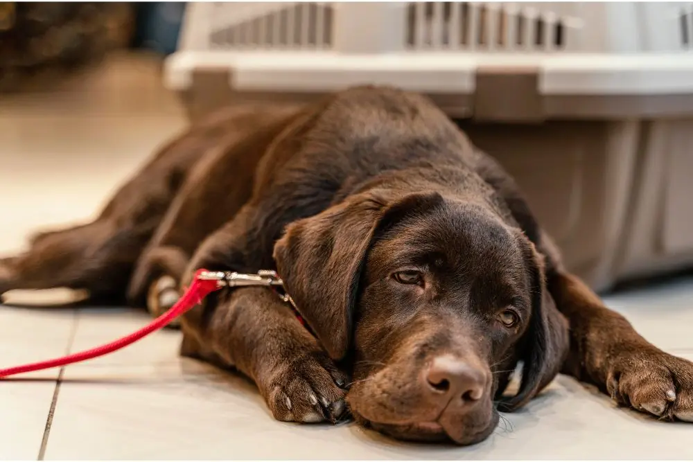 Mitos y realidades sobre el moquillo