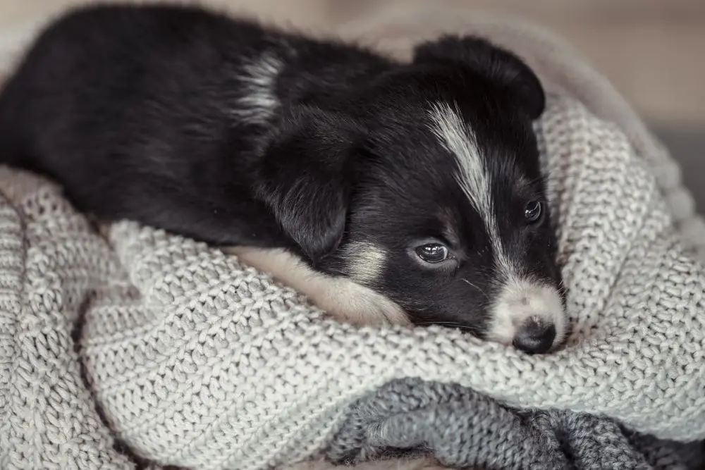 Parvovirus Canino Sintomas Diagnostico y Tratamiento